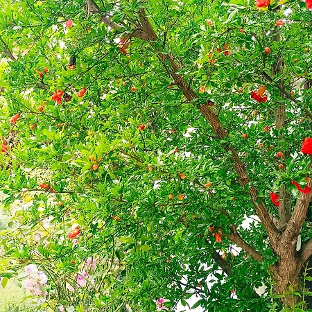 Cherry Garden House, Apatin